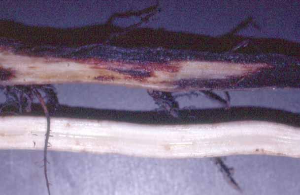 Ao longo do rizoma, necroses castanhoavermelhadas.