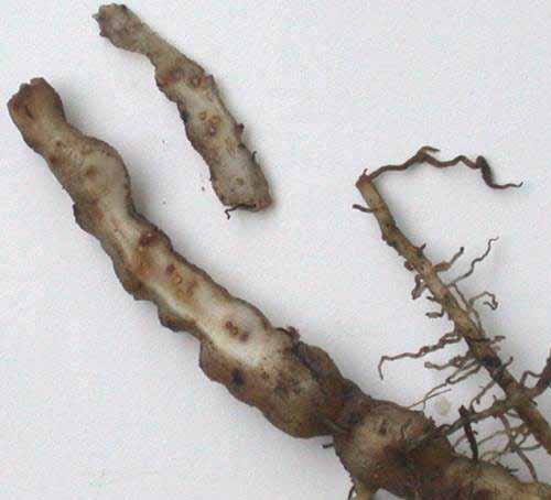 Nematoide das galhas (Meloidogyne spp.