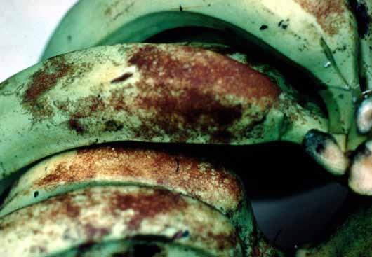 Tripes-da-ferrugem dos frutos (Chaetanaphothrips spp.; Caliothrips sp.; Bradinothrips musae) Sintomas Aparecimento de manchas de coloração marrom (semelhante à ferrugem).