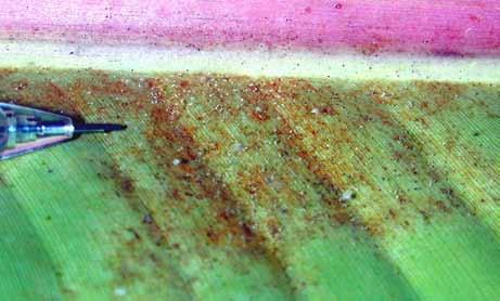 Ácaros-de-teia (Tetranychus spp.) Sintomas Forma colônias na face inferior da folha, ao longo da nervura central.