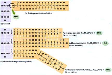 Classificação a) quanto à composição em AG α triacilgliceróis Glicerol Ácido graxo saturado (palmítico) Ácido graxo saturado