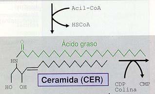 3.3. Esfingolipídeos lipídeos álcool - de 18C -aminadono C 2 -insaturado Unidade básica Ácido Graxo Ceramida Esfingosina +ÁG