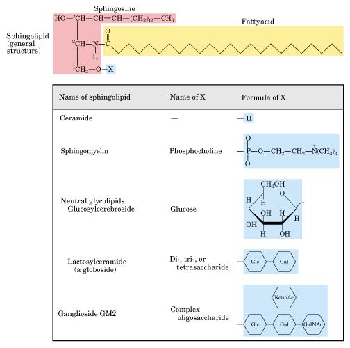 Esfingolipídeo (estrutura geral) Esfingosina Àcido Graxo esfingolipídeos X grupo cabeça substituinte Esfingolipídeo Nome de X Fórmula de X Ceramida Exemplos