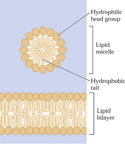 lipídeos de membrana Grupo cabeça hidrofílico