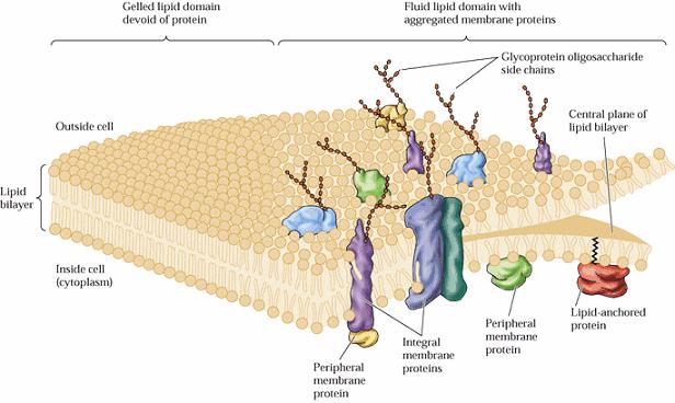 lipídeos de membrana Domínio lipídico desprovido de proteínas Domínio lipídico fluido com proteínas de membrana agregadas Cadeias laterais de oligossacarídeos de glicoproteínas Exterior da célula
