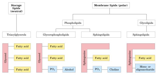 lipídeos Classificação - Lehninger Lipídeos de armazenamento Lipídeos de membrana Fosfolipídeos Glicolipídeos Triacilgliceróis