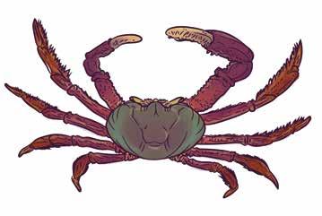 IV.2 SOBRE O CARANGUEJO-UÇÁ (Ucides cordatus) O caranguejo-uçá, também chamado de "caranguejodo-mangue", é um caranguejo de grandes dimensões.