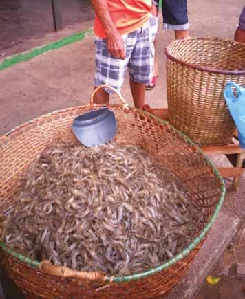 Projeto Pesca Sustentável na Costa Amazônica (PeSCA) Comercialização do camarão regional-da-amazônia fresco inteiro.