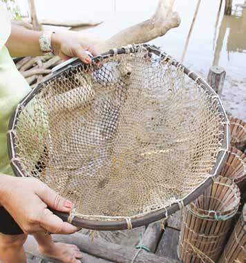 No processo de beneficiamento do camarão são gerados resíduos de partes do camarão descascado, que muitas vezes são dispensados nos rios.