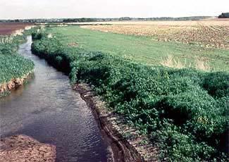 Figura 20.3 - Faixa de filtro gramada ao longo de um rio. Observar a direita às plantações. Fonte: acessado em 25 de junho de 2006: http://www.sblc-mi.org/images/filterstrip.