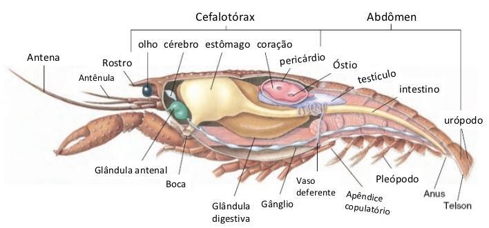 Crustáceos