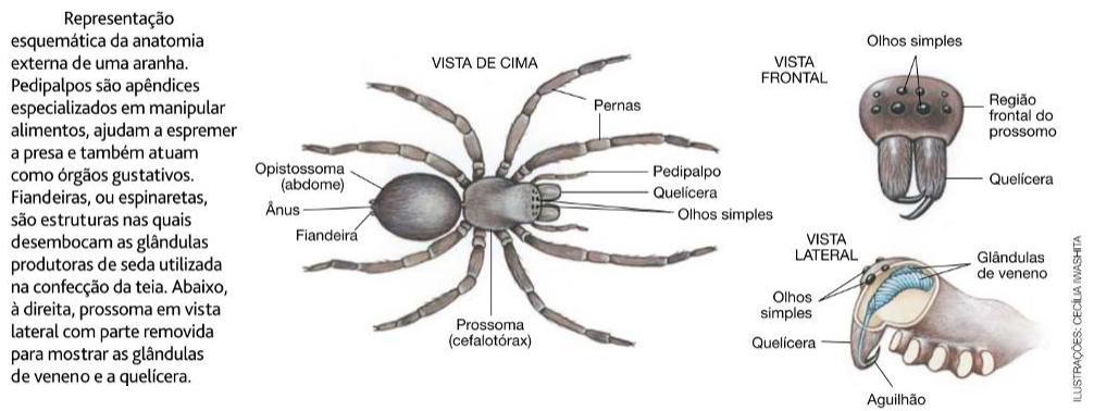 Aracnídeos Anatomia da