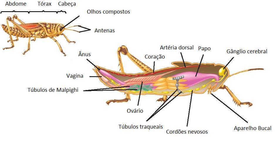 Anatomia e