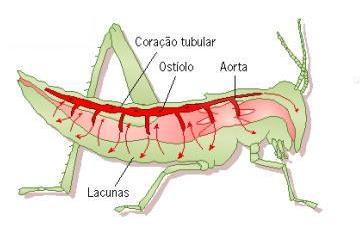 tubular dorsal aorta hemocelas