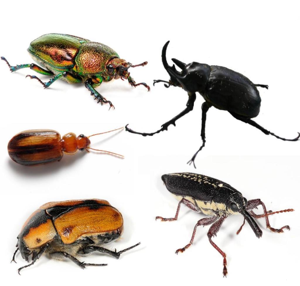 Coleoptera o
