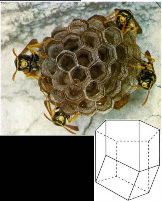 Poliedro de Escher (dodecaedro rômbico estrelado) (Jogos de Engenho S1 Laboratório de Educação Matemática) Parte 1: Observando a natureza A primeira descrição formal do dodecaedro rômbico deve-se a