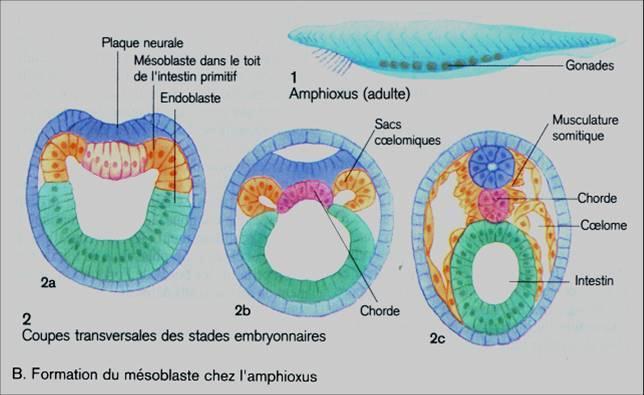 Figura 5: Indução notocordal mesodermizante na formação do mesoblasto do