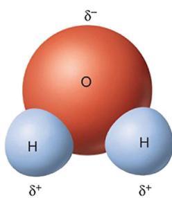 Composição Química Constituintes Arroz