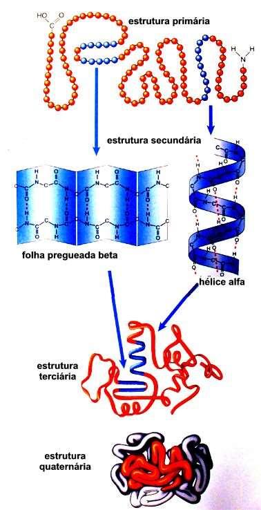 Sequencia linear dos resíduos de aminoácidos (Ligações peptídicas) Padrões estruturais: conformação helicoidal ou lado a lado (Pontes de