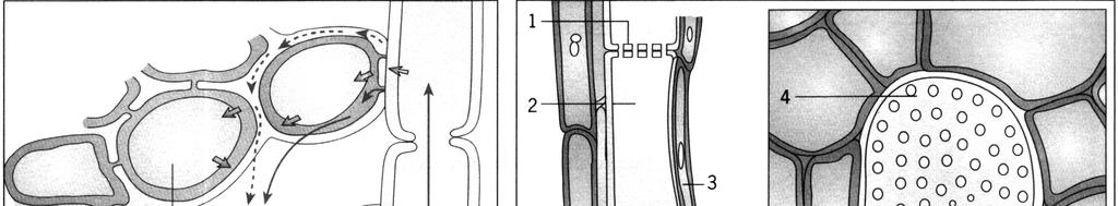 Coluna I Célula-guarda Vaso xilémico Célula do mesófilo Célula de companhia Célula epidérmica 1.2. De acordo com a sequência natural em que os fenómenos ocorrem, ordene as seguintes afirmações.