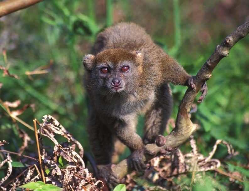 Madagascar, como outros países do continente africano, é muito pobre. Por conta dessa situação, nove de cada dez madagascarenses retiram das florestas locais o seu sustento.