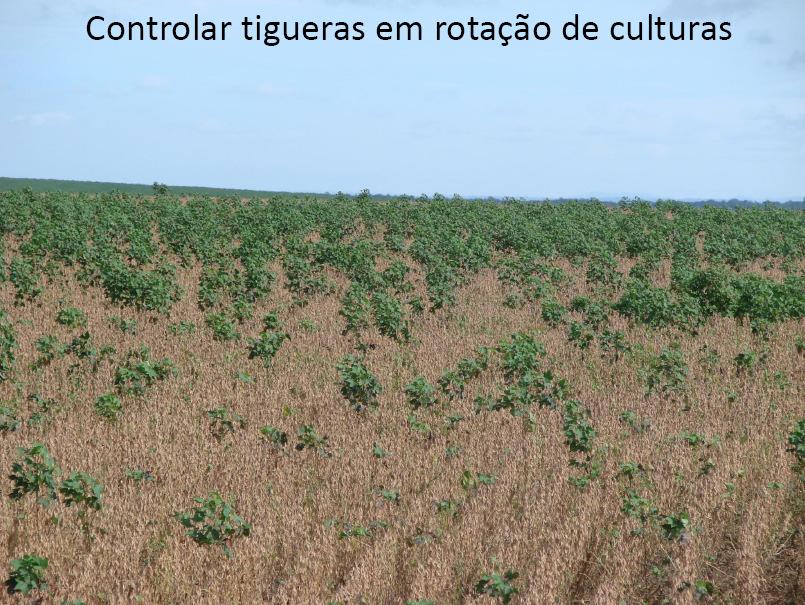 BICUDO X SOQUEIRAS E TIGUERAS < RR > SOQUEIRAS TIGUERAS : ALIMENTAÇÃO DE BICUDOS ADULTOS DESTRUIÇÃO DE SOQUEIRAS TECNOLOGIAS