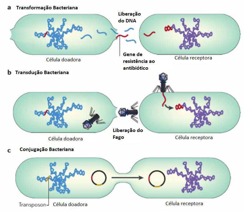 P á g i n a 7 Figura 2. Mecanismos de transferência horizontal de genes por células bacterianas.* *Fonte: Adaptado de Furuya & Lowy, 2006.