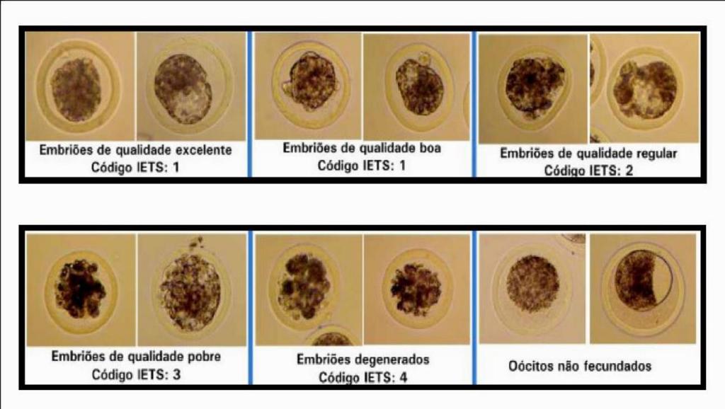 Figura 1: Qualidade morfológica dos embriões bovinos segundo o código da IETS. FONTE: IETS, 1998.