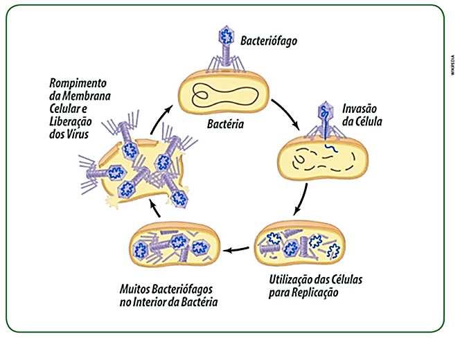 Observe que o vírus injeta seu material genético na bactéria. Depois, usando as substâncias da própria bactéria, o DNA do vírus orienta a formação de cópias de seu material genético e de sua cápsula.
