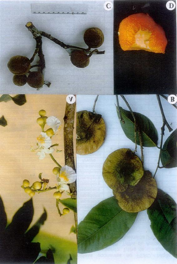 Figura 155 A: Swartzia oblata R.S. Cowan, B: Pterocarpus rohrii Vahl.