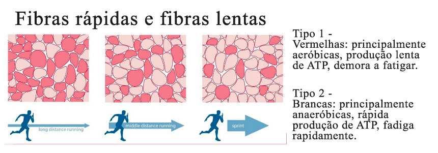 Benefícios da Eletroestimulação Através da Eletroestimulação crónica dá-se através de: Alterações no perfil metabólico das fibras musculares (Tipo II em Tipo I-conversão de