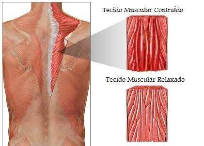 Efeitos biológicos da corrente elétrica Efeito excito motor: É o resultado do