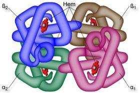 Figura 5 Hemoglobina A forma das hemácias é bastante homogênea, e se apresentam como corpúsculos circulares, bicôncavos e de tamanho relativamente uniforme, com diâmetro médio de 08