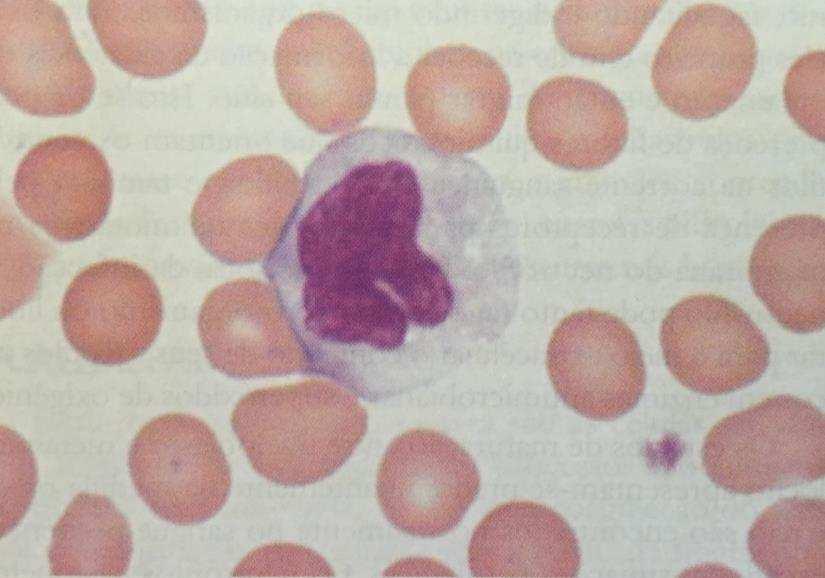 Figura 9 Monócito em esfregaço sanguíneo OS NEUTRÓFILOS Os granulócitos neutrófilos ou simplesmente neutrófilos, são assim chamados em decorrência de sua tonalidade neutra em colorações de Romanowsky