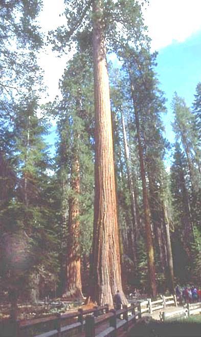 O maior vegetal é a sequoia gigante General Sherman, que tem entre 2.300 e 2.