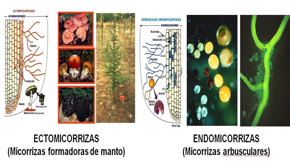 FUNGOS MICORRÍZIOS Estabelecem contato físico com raízes da planta facilitando a captação de fosfato, minerais e água. Em troca os fungos recebem nutrientes como açucares da plantas.
