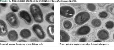 ZYGOMYCETES Envolvido na deterioração de alimentos Apresentam tanto reprodução assexuada como sexuada Microsporídios filogeneticamente semelhantes aos