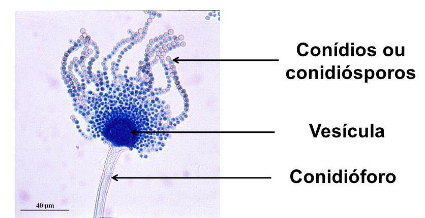 Sccharomyces cerevisiae Leveduras Unicelular