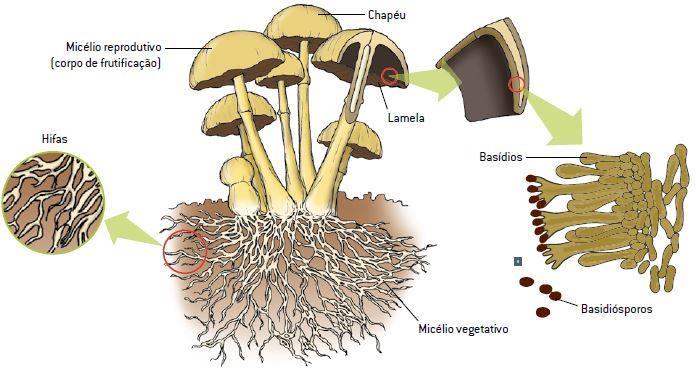 Corpo de frutificação Originada da reprodução assexuada Onde os micélios dicarióticos formando uma fusão sobrepõese aos micélios parentais haploides Quando as