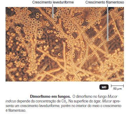 fungos patogênicos O dimorfismo depende da