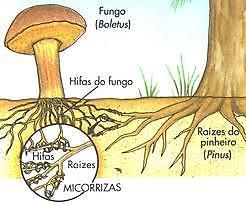 SIMBIOSE A maioria das plantas dependem de certos fungos para facilitar sua captação de minerais a