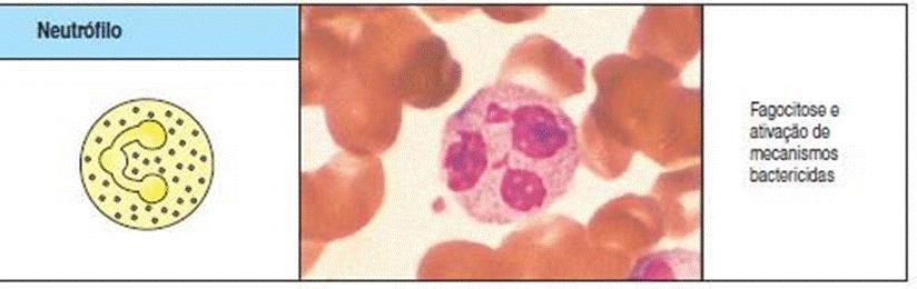 Fagócitos Neutrófilos População de fagócitos mais abundante circulantes Medeiam as fases iniciais das reações inflamatórias; Citoplasma com grânulos contendo enzimas (lisozima, colagenase ),