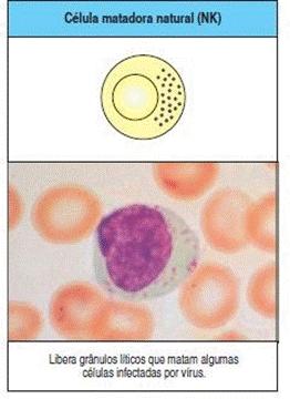 Linfócitos Células NK Natural killer Tipo de linfócito; Função efetora semelhante a TCD8+; Célula timo-independente; Diferente dos linfócitos T e B os seus