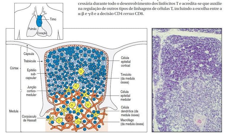 Órgãos linfoides Primários Timo Desenvolvimento e maturação dos linfócitos T