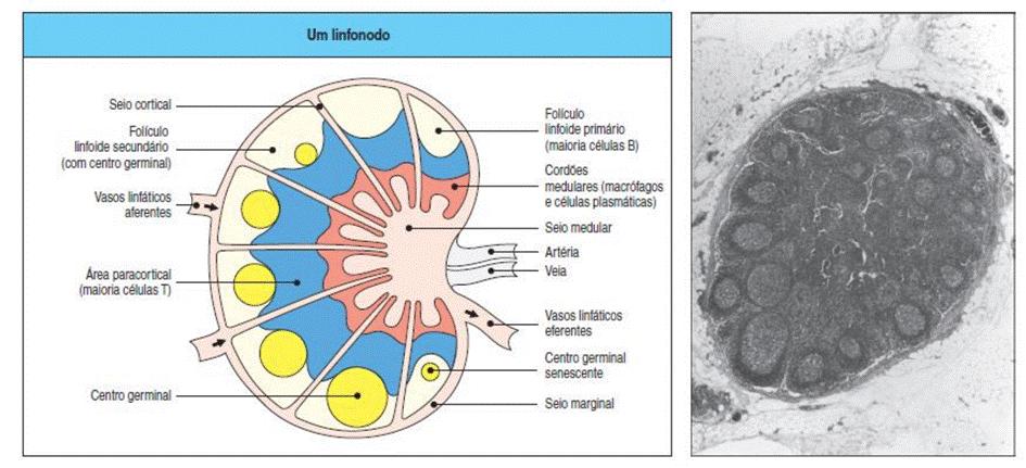 Órgãos linfoides secundários Linfonodos Importantes na captura do antígeno e inicio da resposta imune