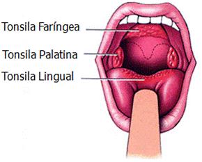 Órgãos linfoides secundários Tonsila Contém