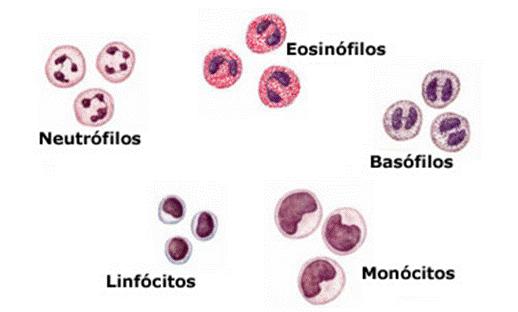Células do sistema imune Granulócitos Eosinófilo Basófilo Mastócito Fagócitos Monócito/ macrófago Célula dendrítica Neutrófilo