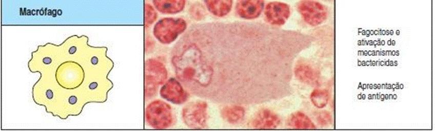 Fagócitos - macrófagos Monócitos sangue periférico Macrófagos tecidos linfóides ou periféricos Funções: ingestão e morte de patógenos; ingestão de células mortas do hospedeiro; secreção de citocinas