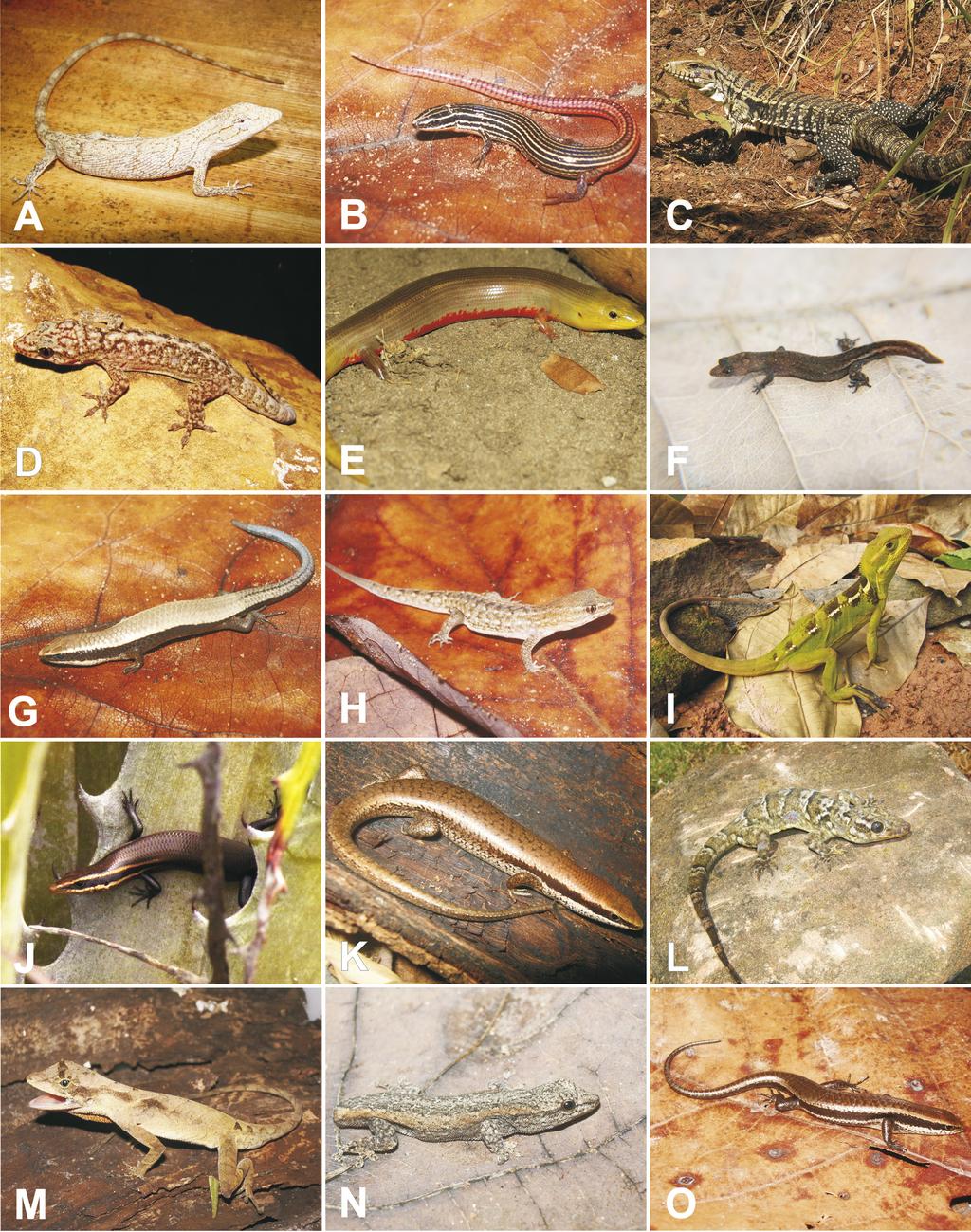 Samuel Cardozo Ribeiro et al. Fig. 4. Species of lizards from the Araripe bioregion, northeastern Brazil.