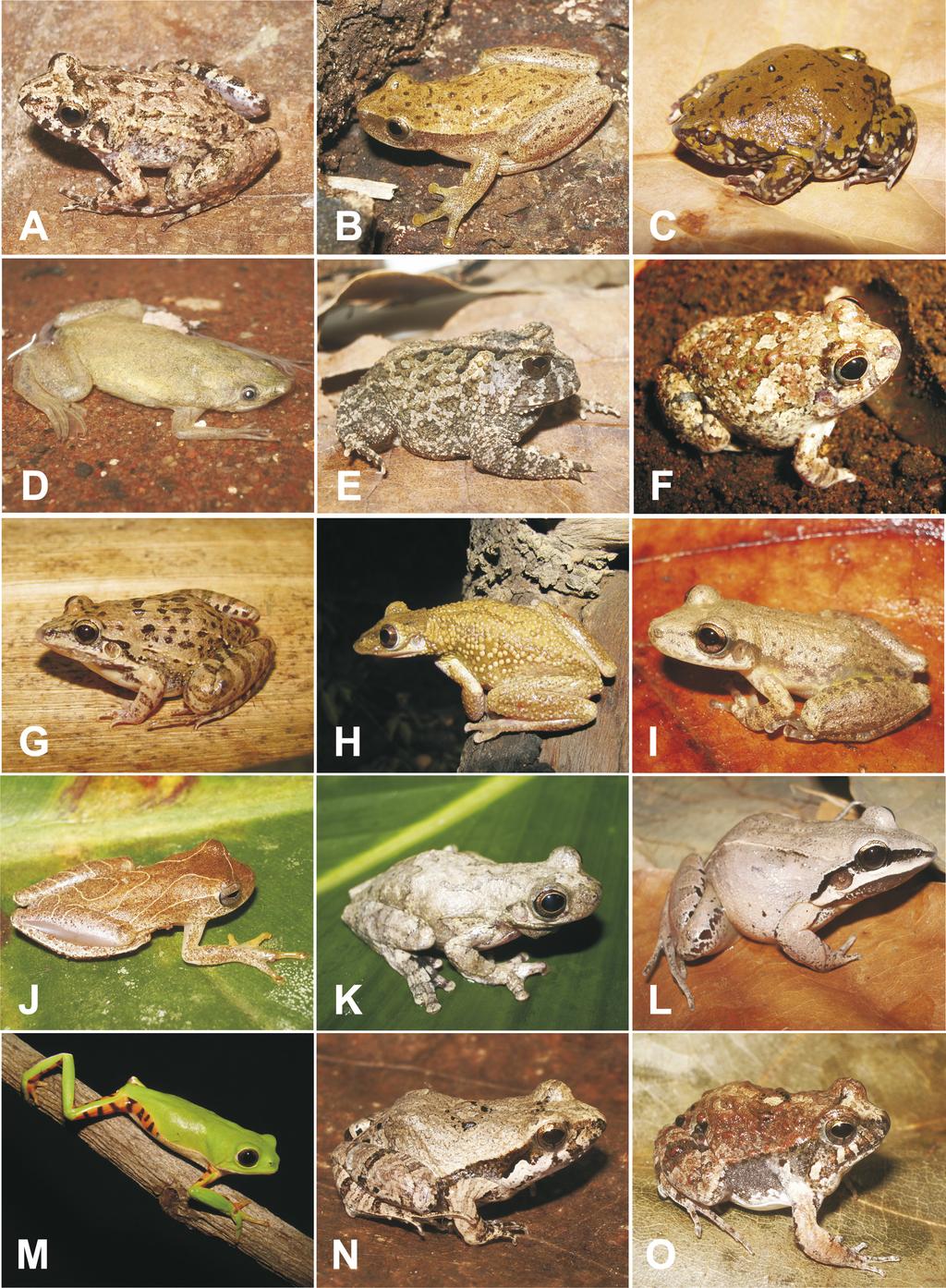 Samuel Cardozo Ribeiro et al. Fig. 3. Species of anuran amphibians from Araripe bioregion, Northeastern Brazil. A = Leptodactylus sp. (aff.